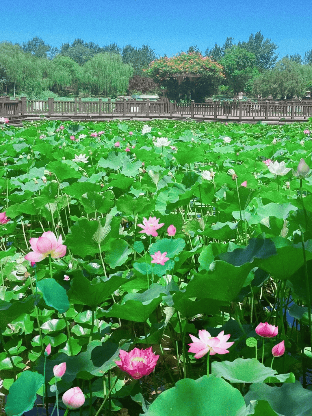 接龙| 天津美翻荷塘大赏!接住好运"莲莲"!