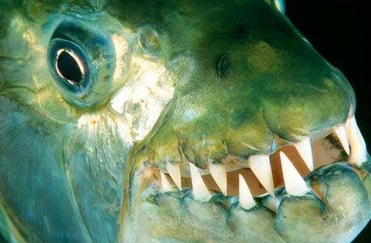 8米的"水中猛虎",满嘴锋牙利齿,连鳄鱼也能击杀!