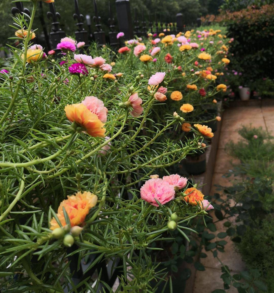 夏天养太阳花,记住3招,花苞更多,花朵更大花色更艳