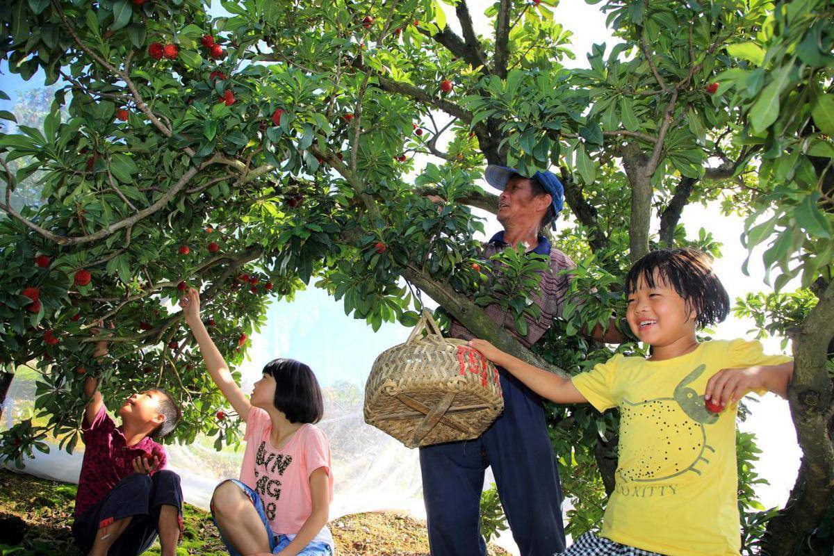 黄岩富山:七月杨梅满枝头 采摘尝鲜正当时