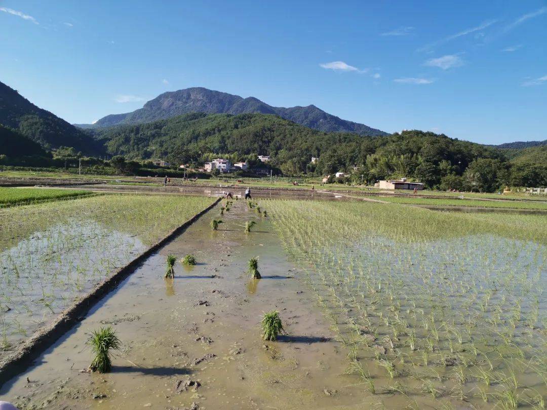 全力以"复",中堡镇农业生产灾后恢复有序进行中