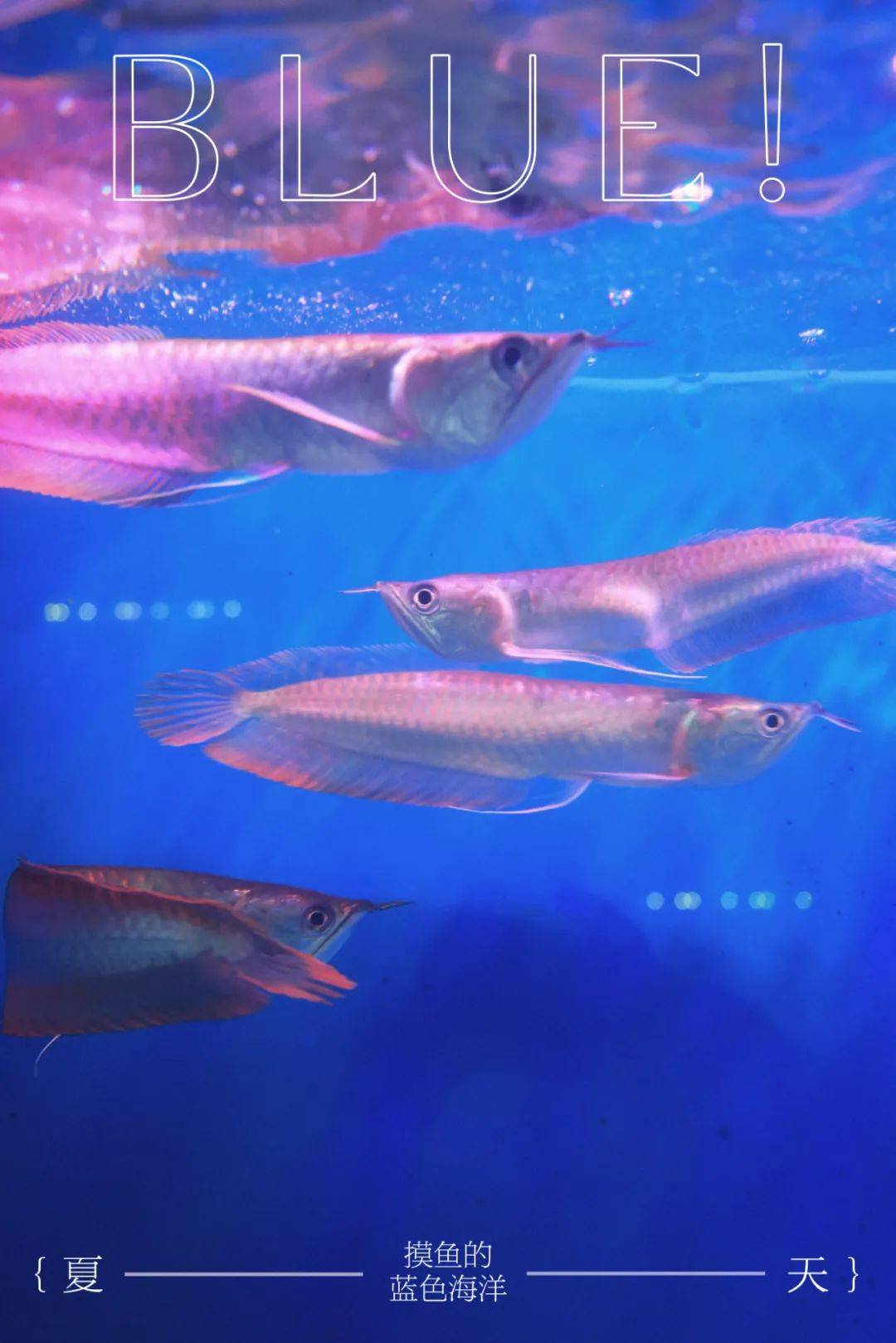 在虹桥花谷里藏匿着一个蔚蓝色的世界,一踏进大门,就不禁被"鱼类售卖