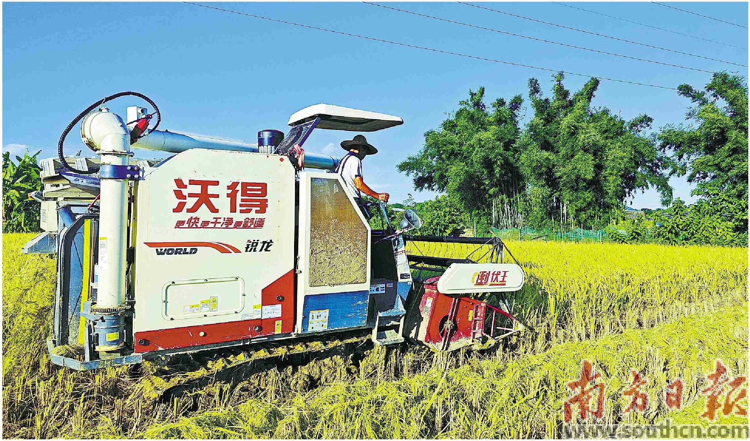 49万吨,主要品种为特优2068,泰丰优208,五优