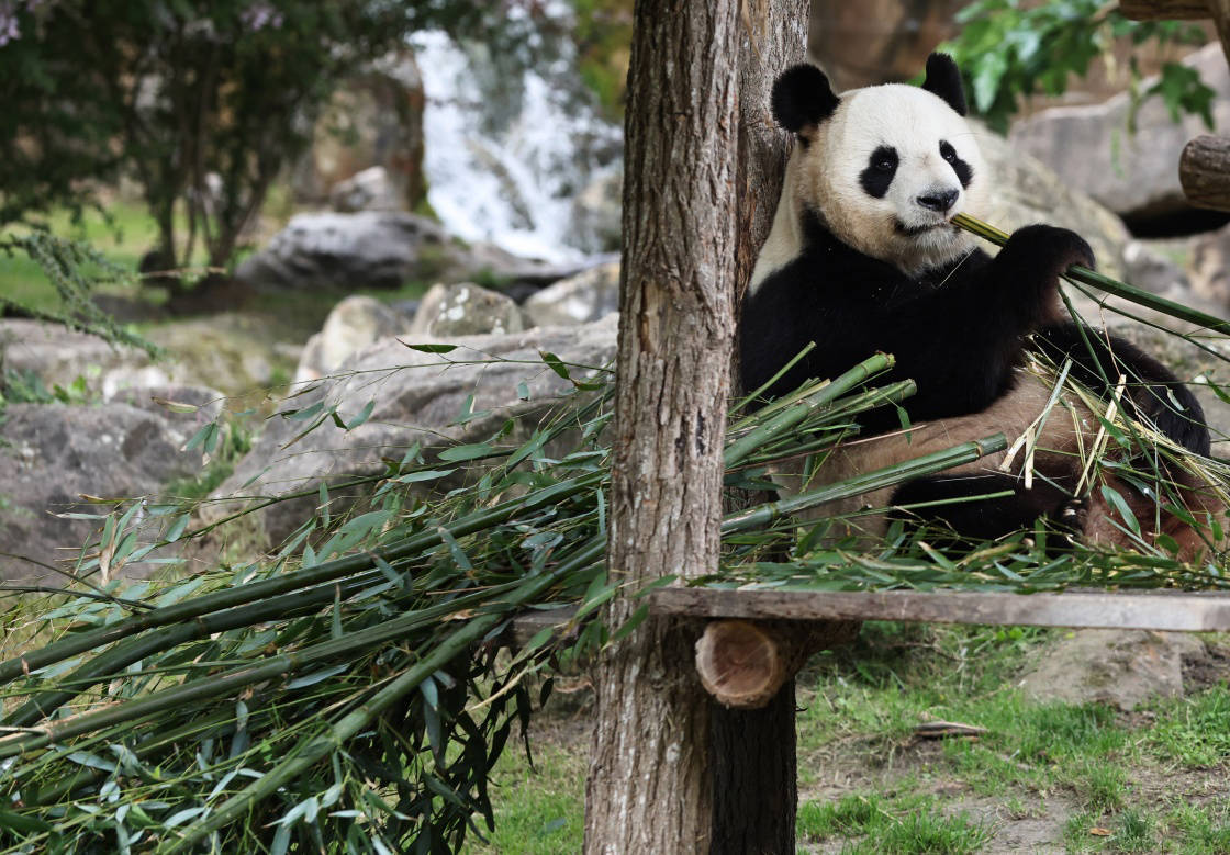 早安·世界|旅法大熊猫见证巴黎奥运圣火传递