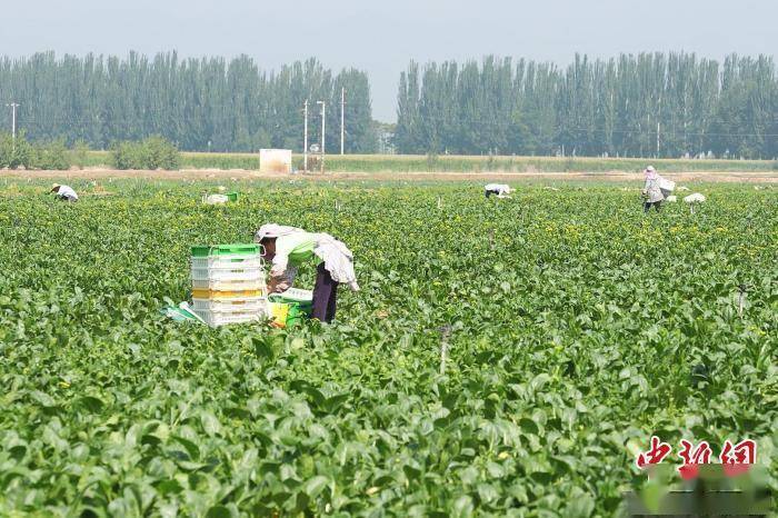 宁夏冷凉蔬菜走俏"一带一路"市场