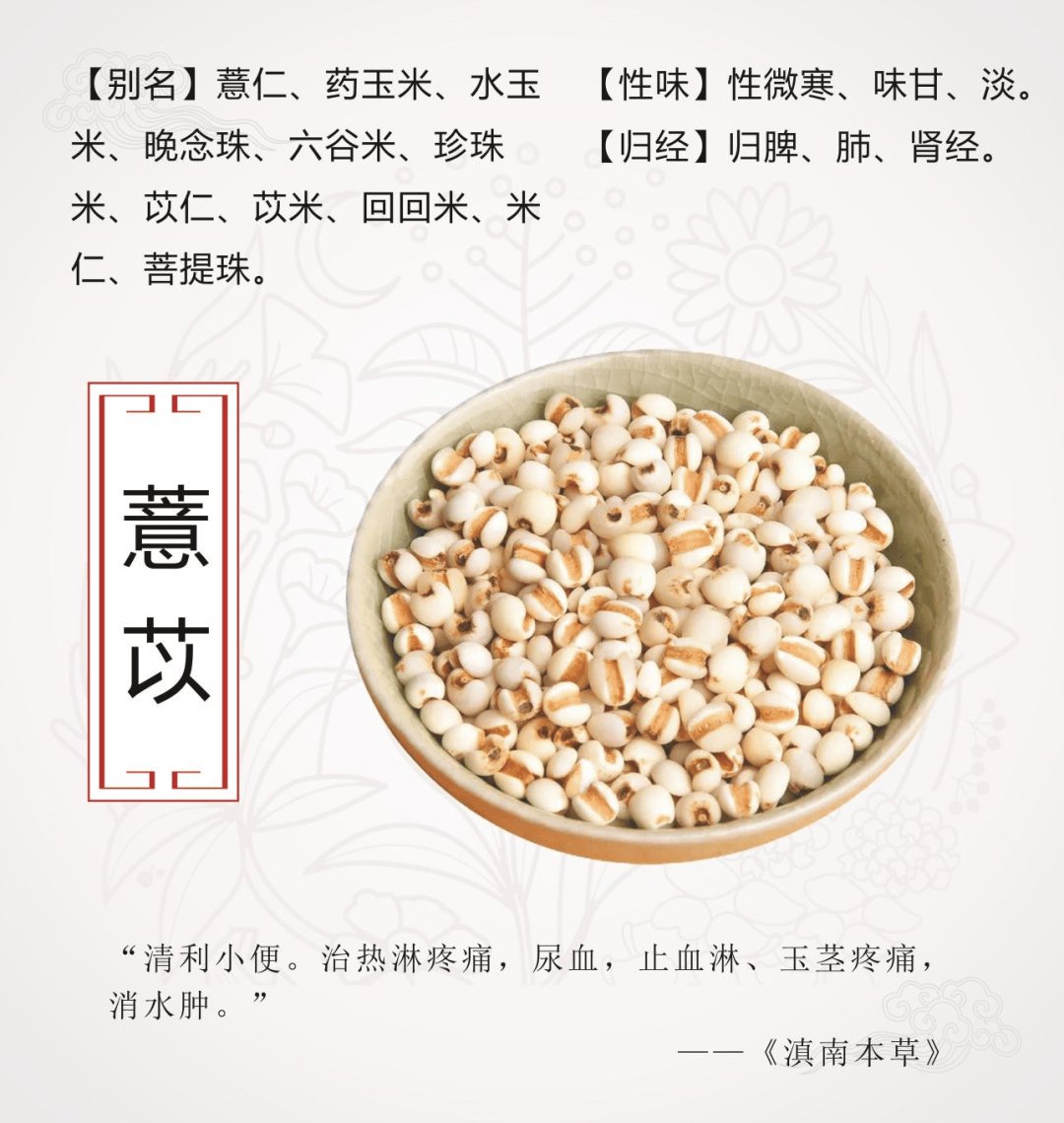 薏仁性味图片