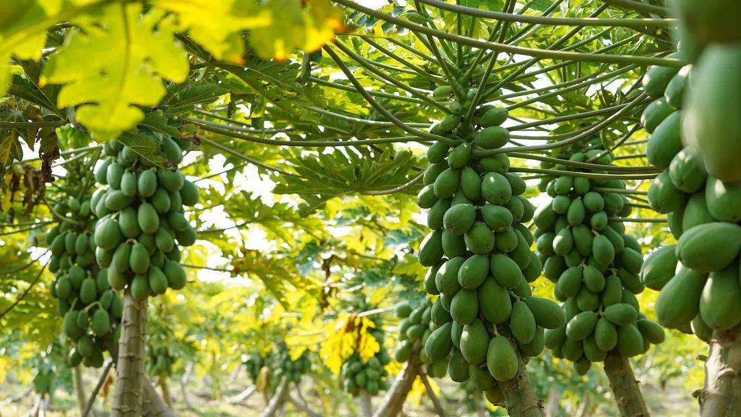 【树上熟牛奶木瓜】4-4.5斤装29.9元!果肉密度大,肉质紧实!