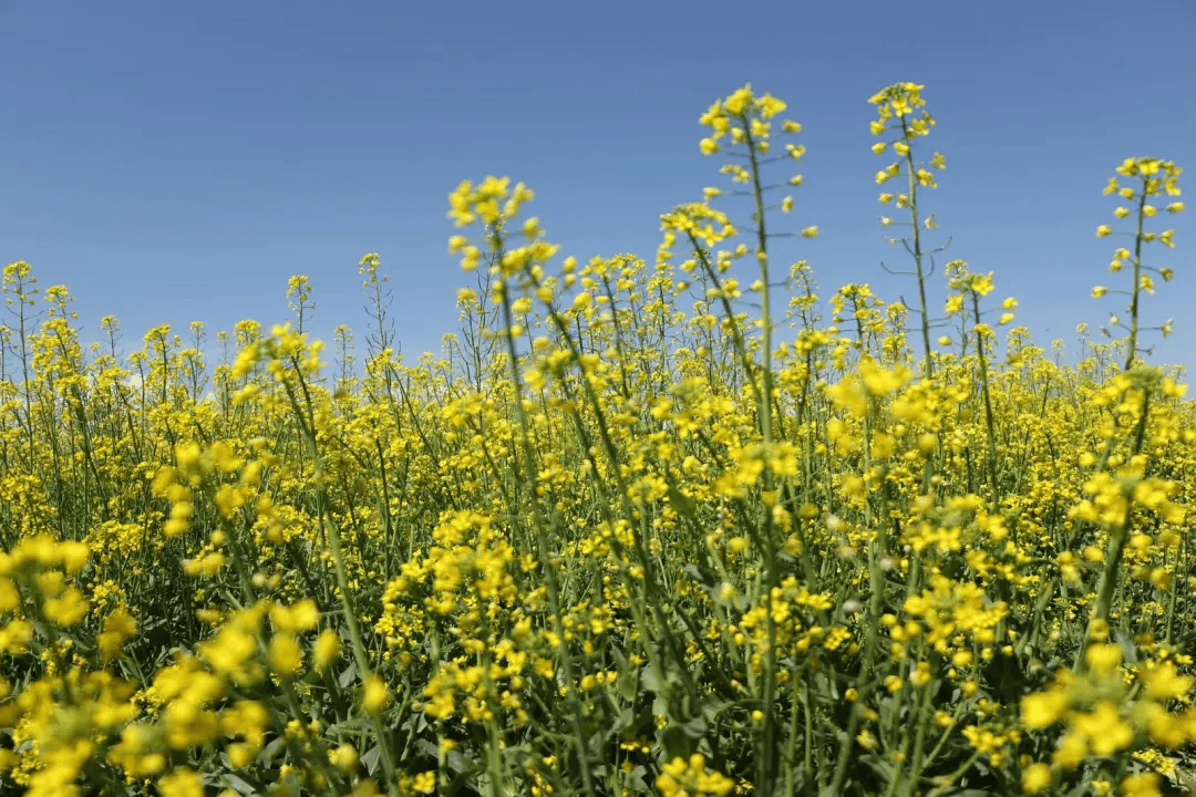 油菜花发朋友圈图片