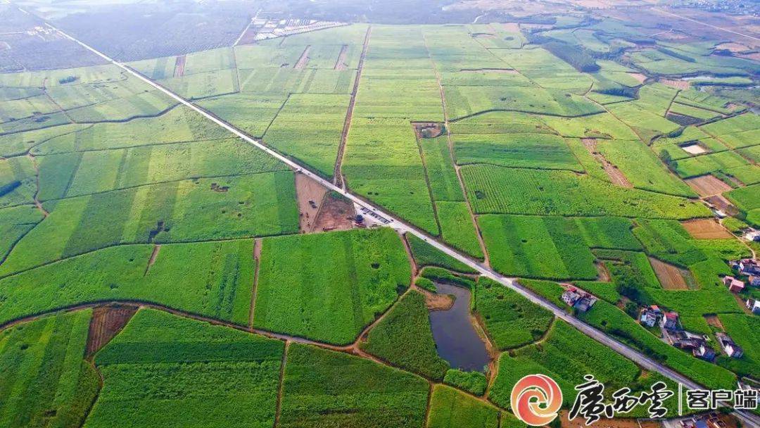 在来宾市国家现代农业产业园黄安优质"双高"糖料蔗基地,万亩糖料蔗