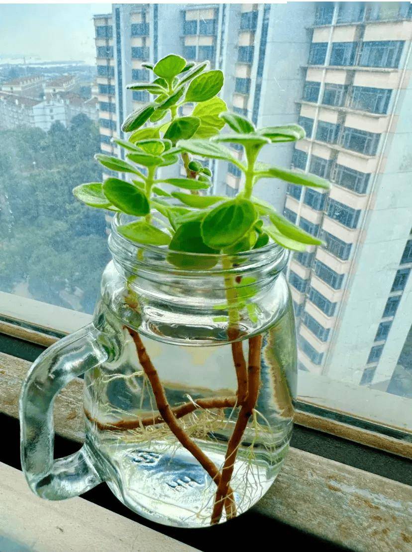 7种"驱蚊草"插水里养,3天就长根,做成驱蚊水,蚊子绕道飞