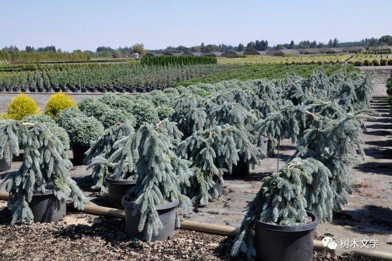 "扶不起的"垂枝蓝云杉