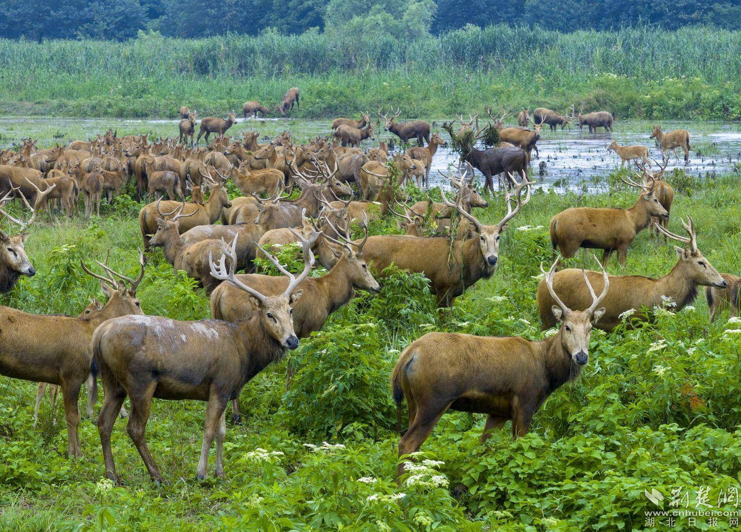 长江故道听鹿鸣_麋鹿_自然保护区_种群