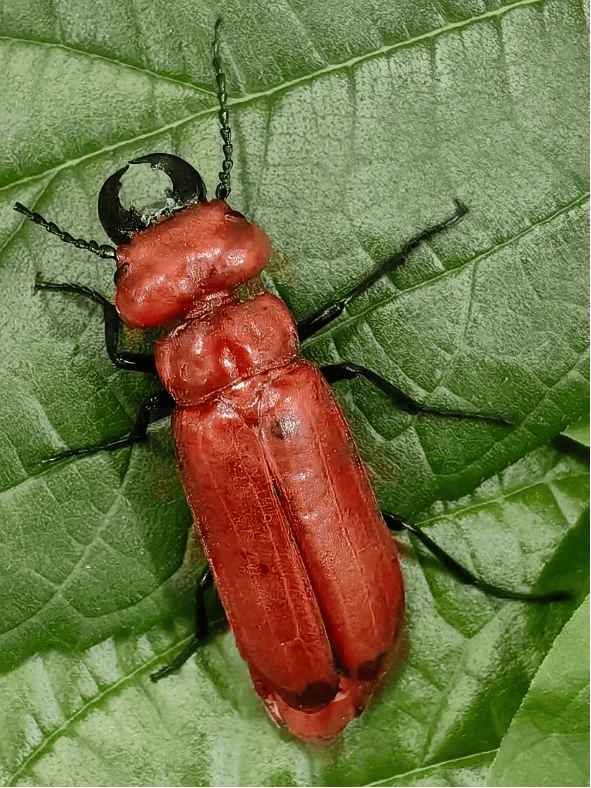 新记录物种 1!邛崃市天台山发现极为罕见甲虫