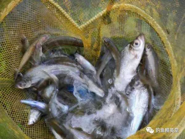 此鱼小小的身体,有一双大眼睛,钓鱼人亲切的叫它"大眼妹"