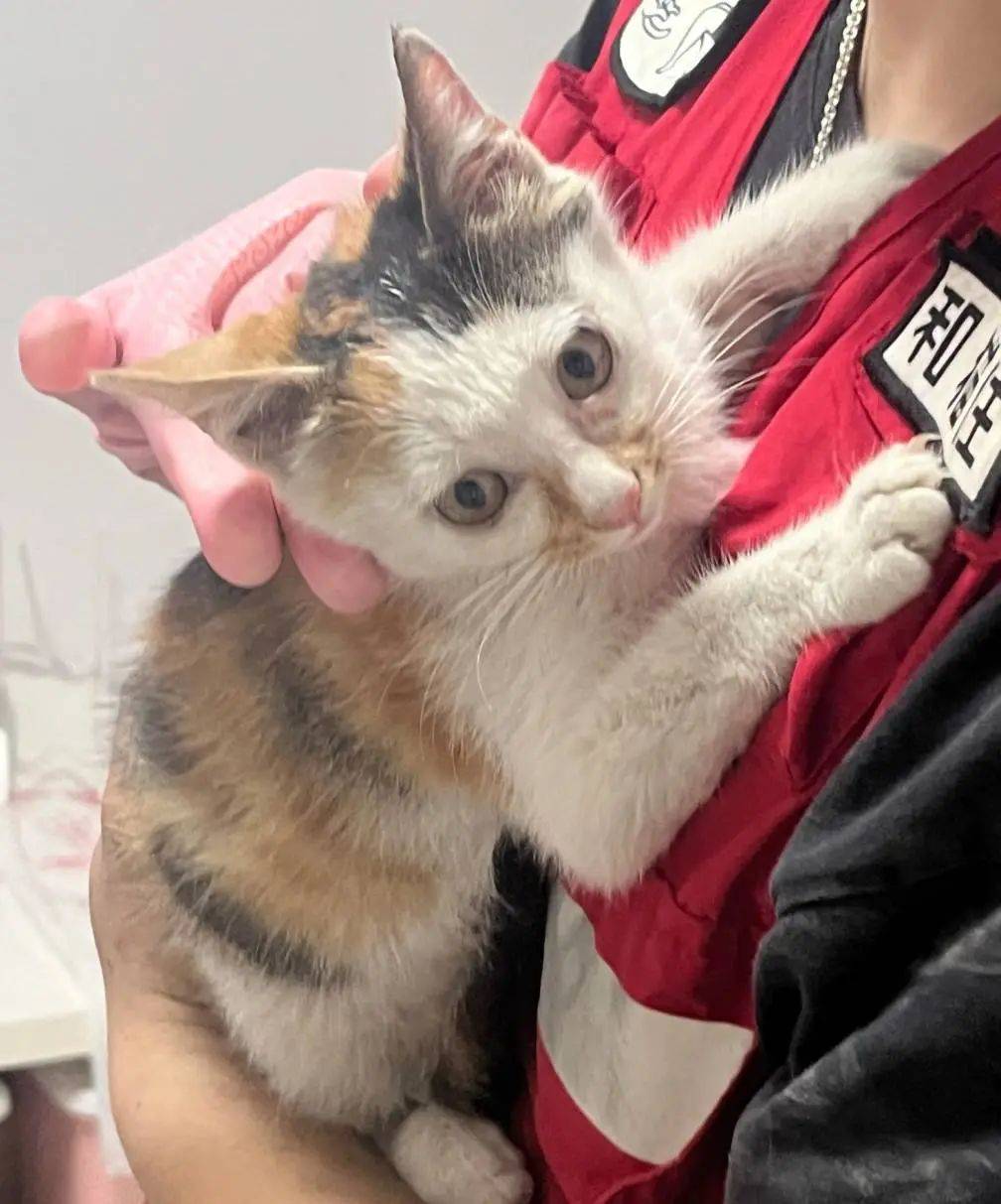 二号 温顺奶猫领养咨询二维码:领养所在城市:成都市 温江区是否无偿