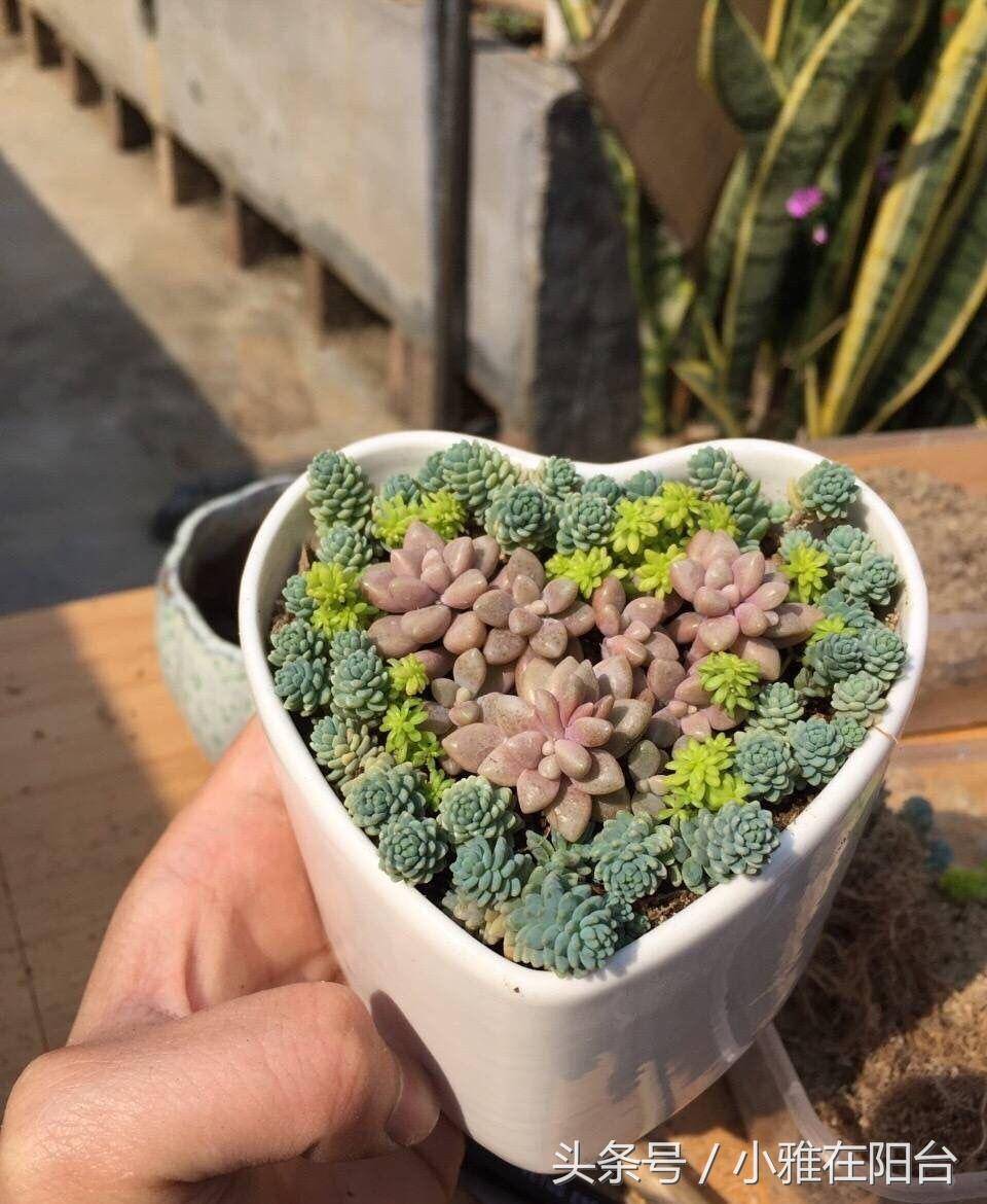 多肉植物里的三个配角,掐个枝子种爆盆,越看越好看!