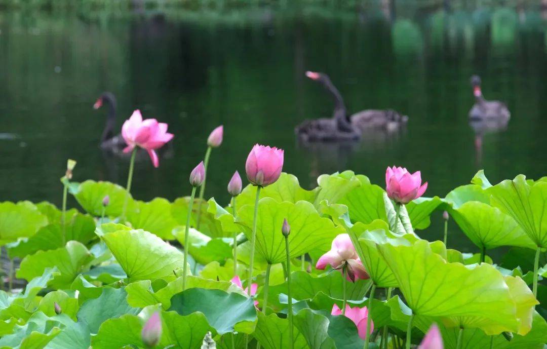 荷花_赏荷_游客