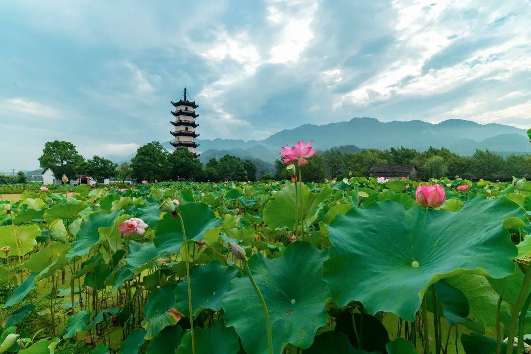 荷花_赏荷_游客
