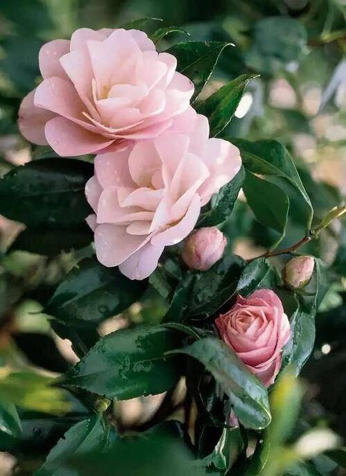 为什么喜欢养花呢?有3个"好处",让家,阳台变得更美