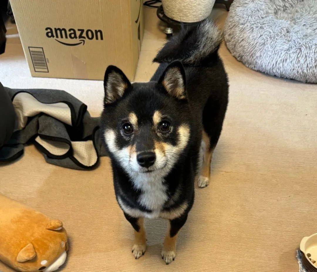 只要一聚会狗子的表情就很尴尬.网友:它看起来偷感好重啊!