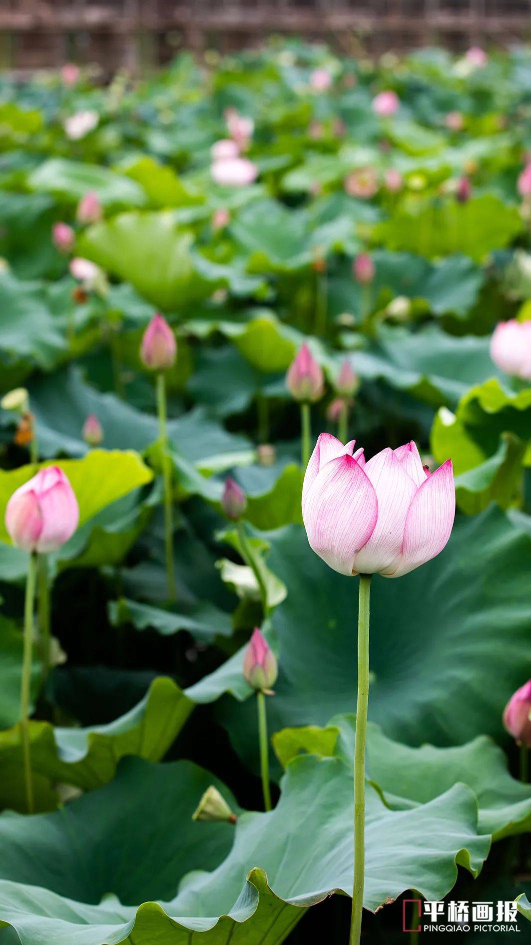 荷花_信阳_阳光