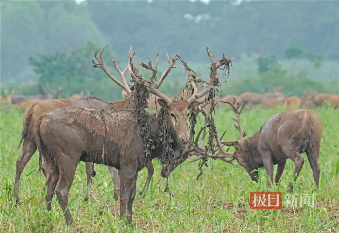 鹿鸣呦呦,江豚逐浪!荆楚大地成为"湿地精灵"栖息乐园