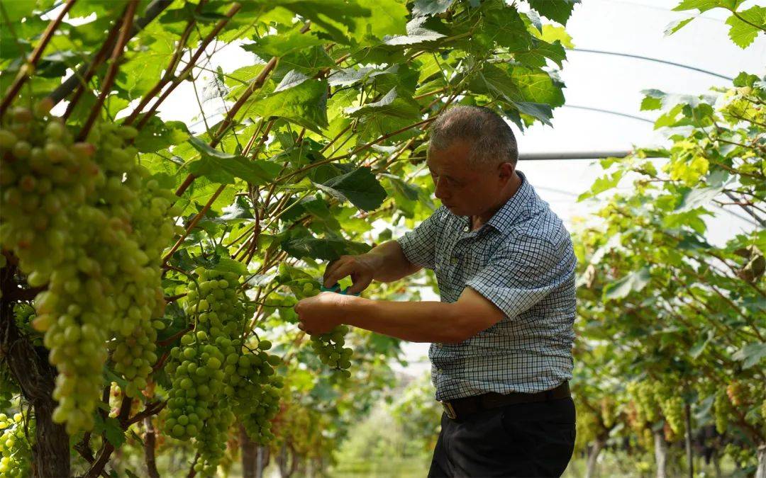甜!甜!井研高滩葡萄园迎来采摘盛宴
