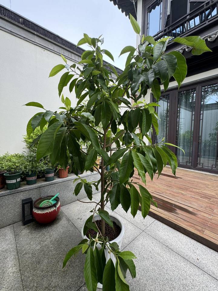 盛夏唯有白兰花香如故 今年,你遇到卖白兰花的老奶奶了吗?