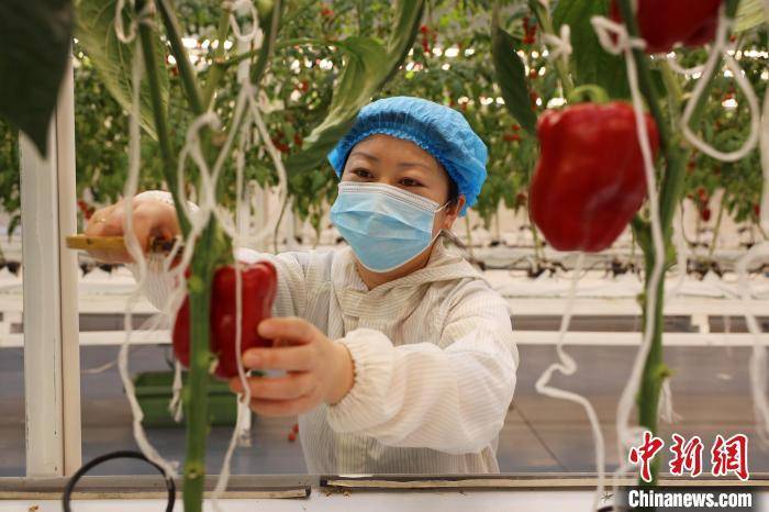 河北南宫:智慧农业带来种菜"新玩法"_蔬菜_温室大棚_自动化