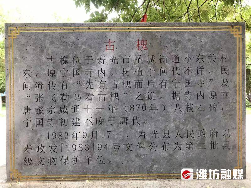 【更好潍坊】潍坊古树名木 | 张飞勒马看古槐:相传它比寿光城还早