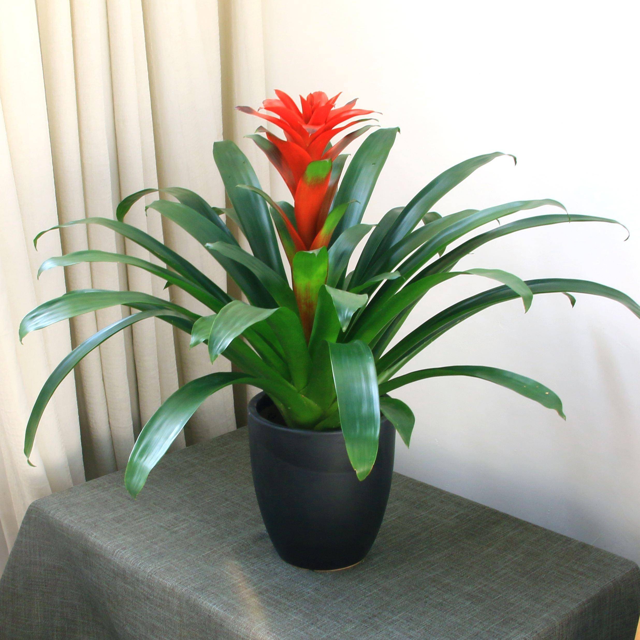 过年养什么盆栽?这"6种",好看好养寓意喜庆吉祥,养一盆绝了