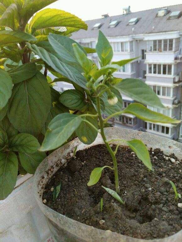 种辣椒第四步,光照和浇水施肥自己种的盆栽辣椒一定要保持光照充足