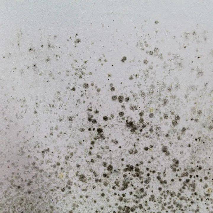 远离霉菌,健康呼吸