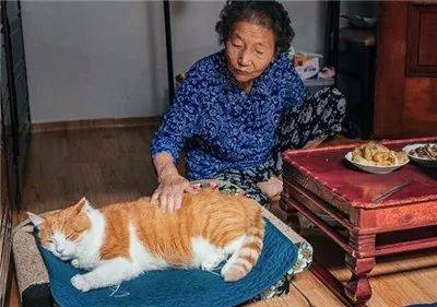 被奶奶带大的橘猫，这画风果然就是跟别人家的猫咪不太一样