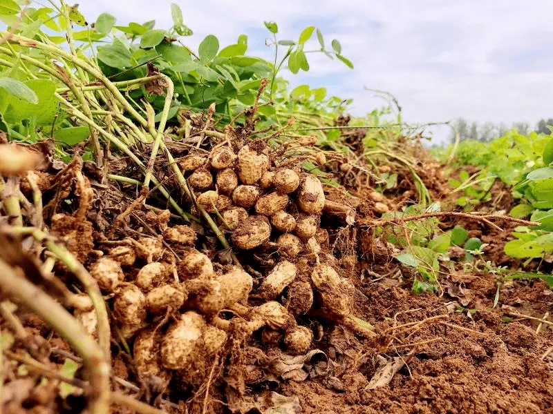 博罗观音阁,有好事"花生"