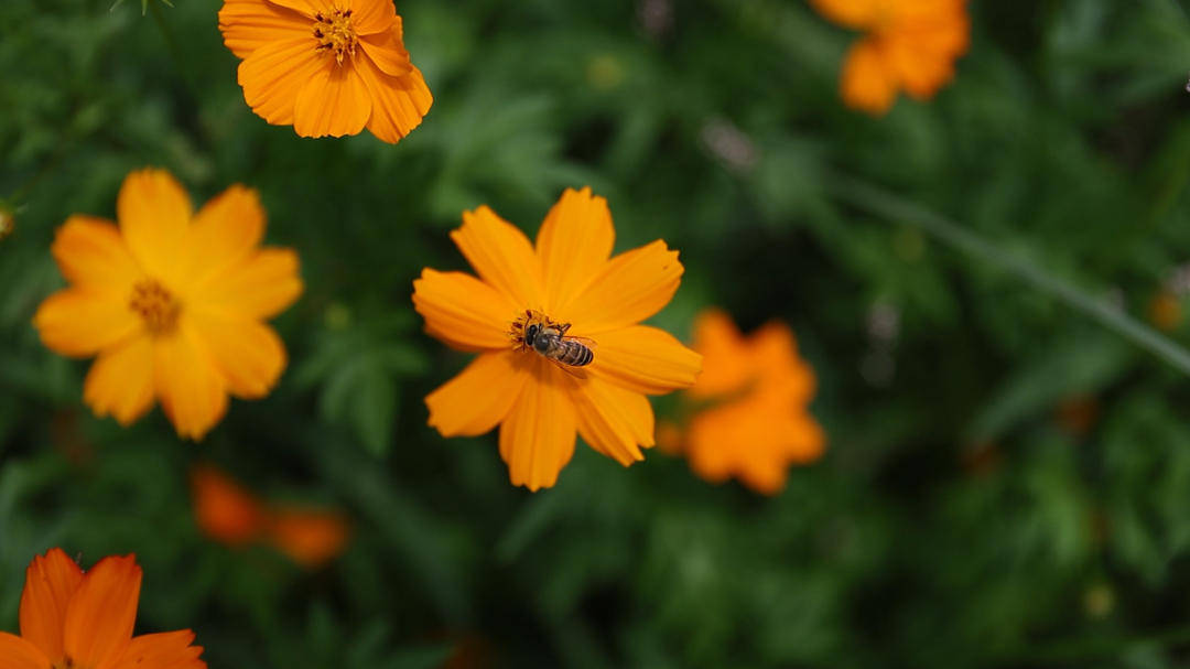 江永勾蓝瑶寨:黄秋英花海盛放 扮靓夏日风景