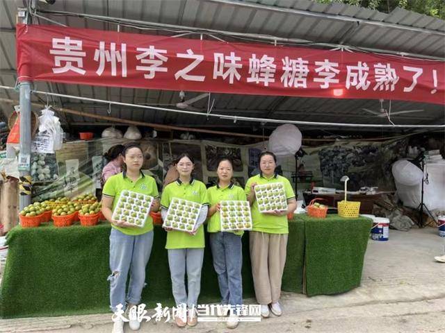 播州区龙坪镇:"95后新农人"回乡创业 蜂糖李结出"致富果"