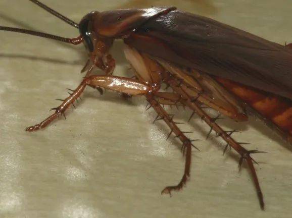 以美洲大蠊和黑胸大蠊为例,它们的雌虫有时会用唾液直接把卵鞘粘在