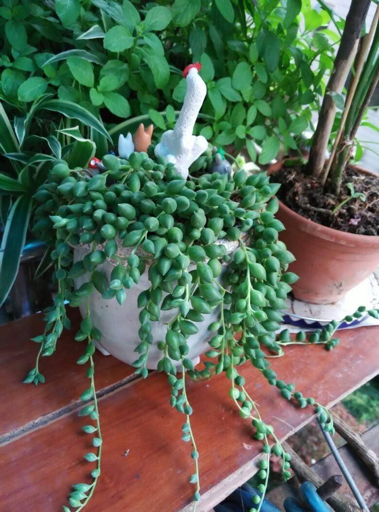 3,浇水很重要养好多肉植物情人泪,浇水非常重要,其实养好它,关键就是