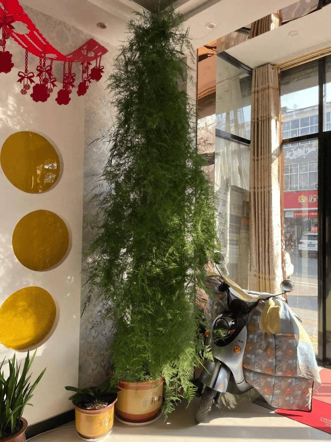 江西一太太,因"文竹客厅"走红,9年养成参天大树,太壮观!