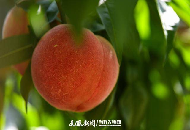 园内,成片的桃树枝繁叶茂,绿意盎然,水灵灵的桃子在绿叶的映衬下显得