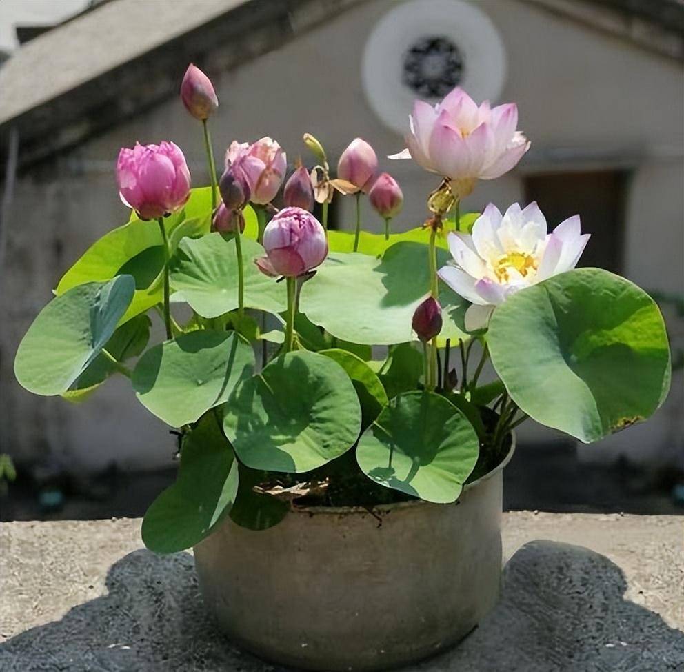 养碗莲,就做到"3点",花苞多花色艳花瓣大,夏天开花太漂亮了