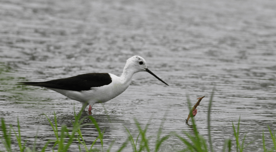 星云湖多了新"住户":黑翅长脚鹬和幼鸟戏水湖边