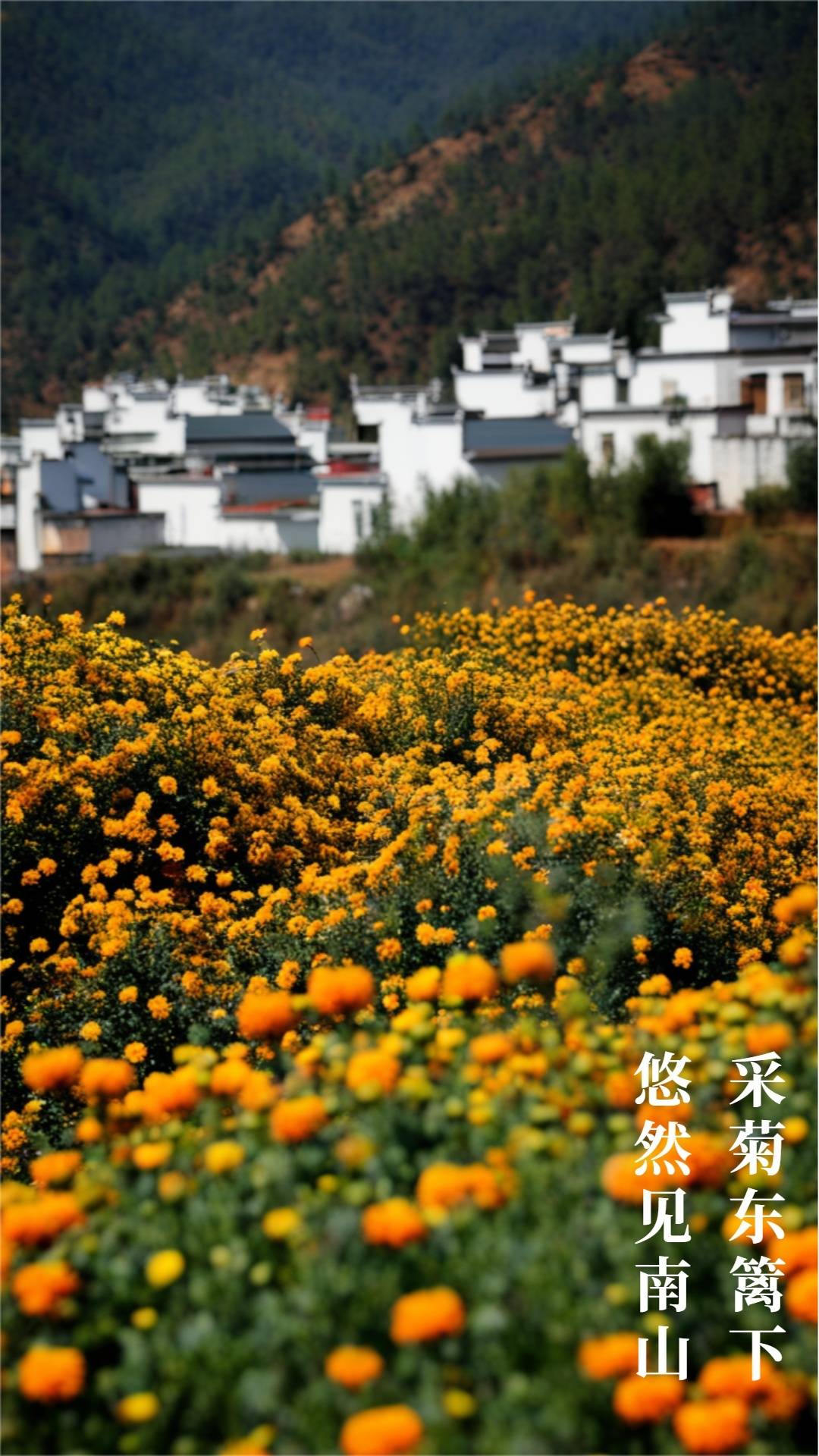 ai绘古诗丨这些乡村"治愈系"美景,总有一处戳到你!_宁静_笔下_田园