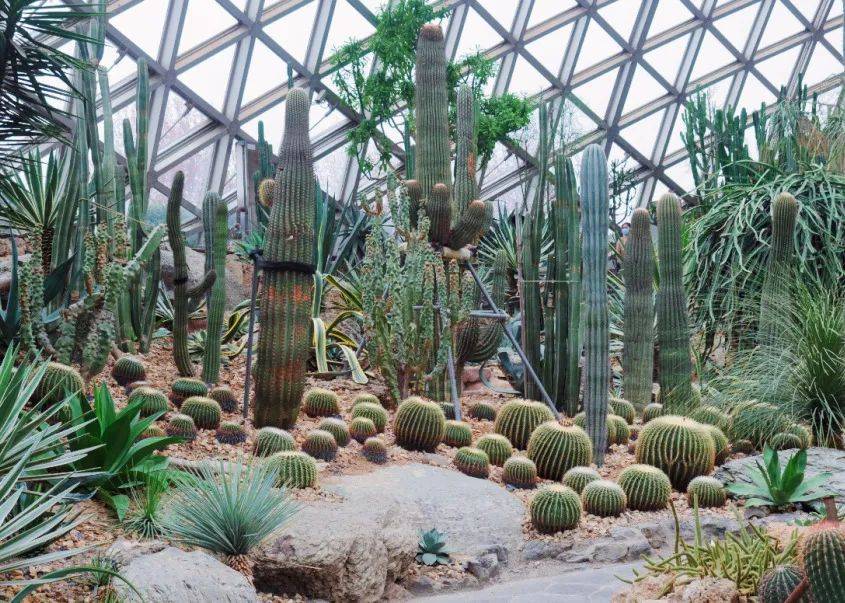 辰山夜游丨昆虫探险队,觅天蛾,昆虫领养_活动_植物园_松江