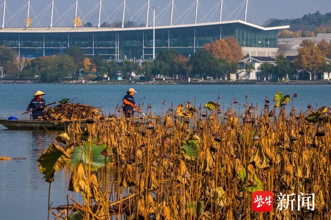 南京玄武湖第一批荷叶开始限量预约了!