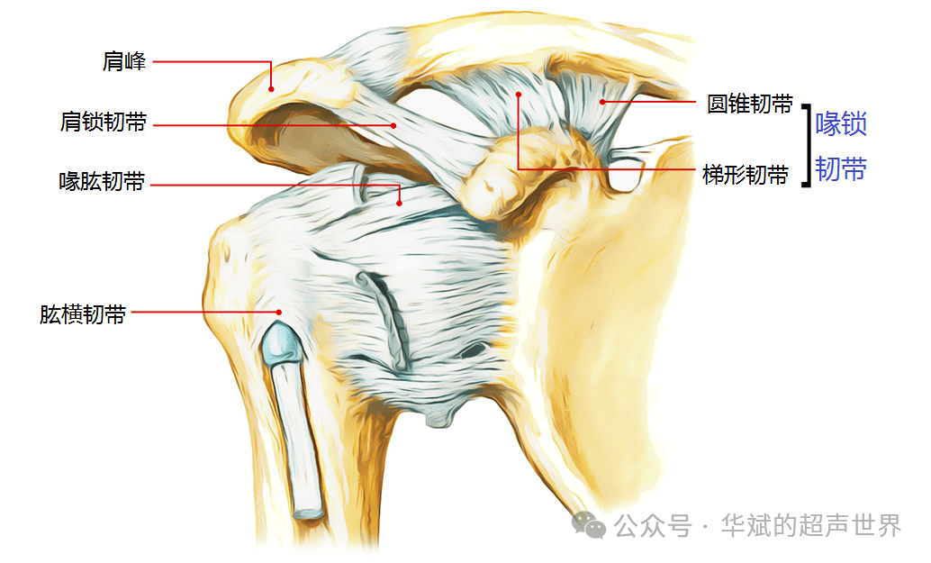 肩锁关节位置示意图图片