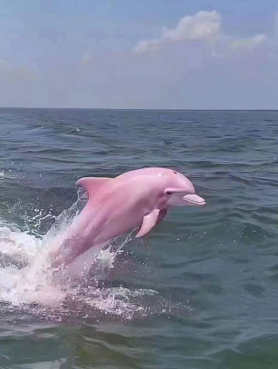 神秘而可爱,今日粉色海豚亮相南澳大桥海域!