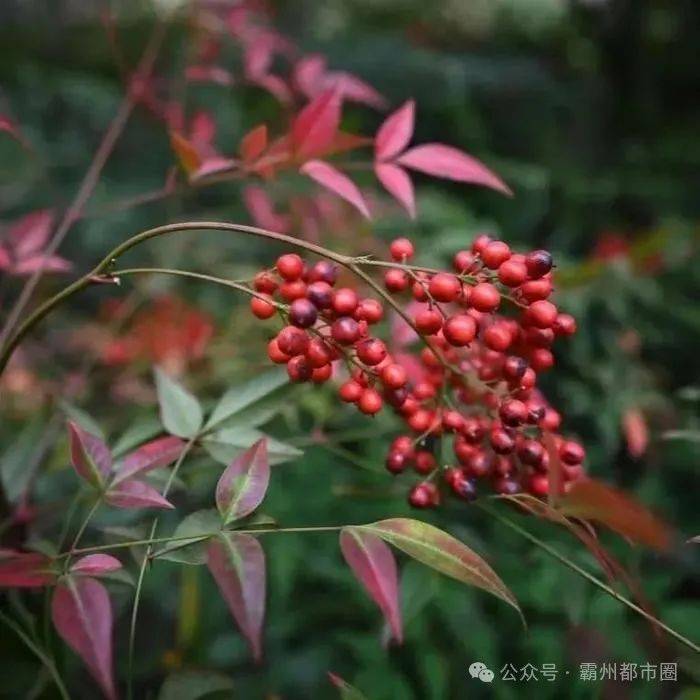 霸州人注意:全株有毒,严重可致命!这种植物千万别采食