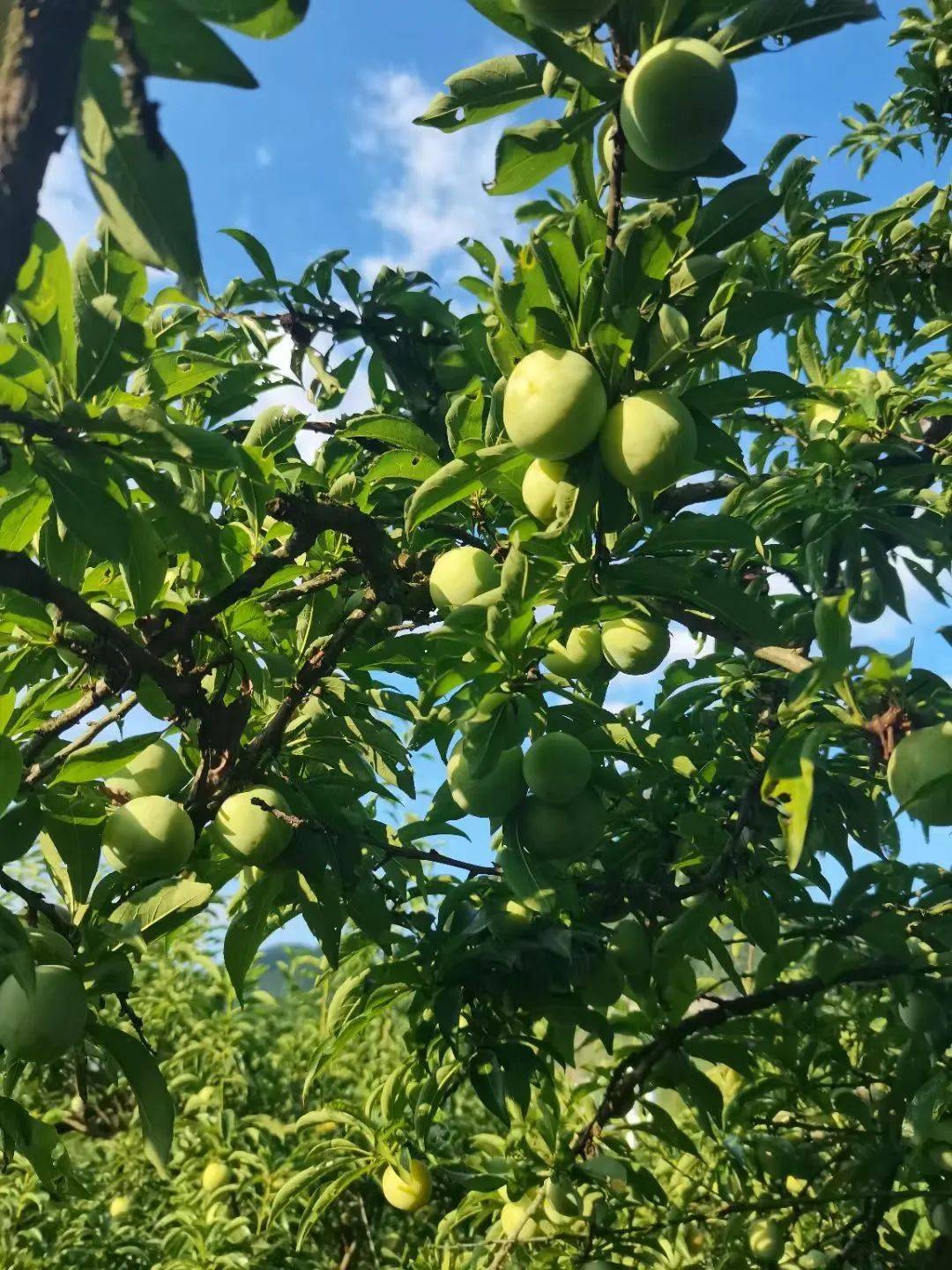 行沿德高速 品尝沿河沙子空心李